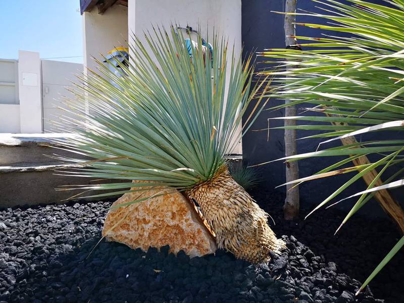 Réalisation de jardin esthétique à Saint-Raphaël