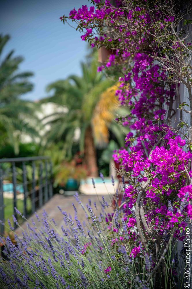 jardin-provençale-saint-raphael