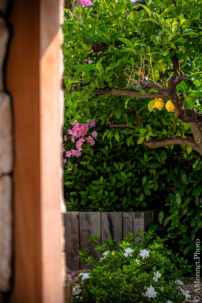 plantation-agrumes-les-issambres